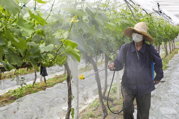 葡萄的新叶为什么变卷，一般是浇水不当、感染病害等因素造成