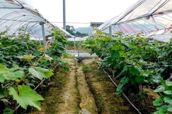 葡萄的新叶为什么变卷，一般是浇水不当、感染病害等因素造成