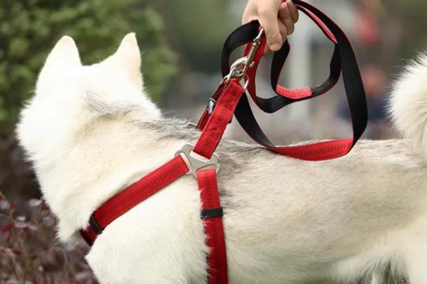 遛狗的牵引绳如何挑选,可以选择胸背式、P字绳等