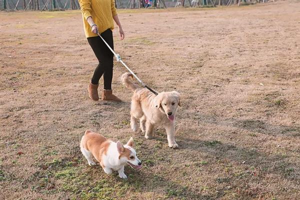 遛狗的牵引绳如何挑选,可以选择胸背式、P字绳等