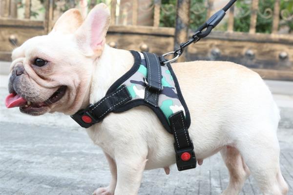 遛狗的牵引绳如何挑选,可以选择胸背式、P字绳等