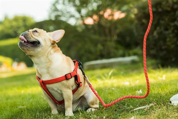 遛狗的牵引绳如何挑选,可以选择胸背式、P字绳等