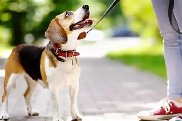 遛狗的牵引绳如何挑选,可以选择胸背式、P字绳等