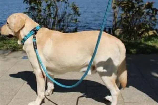 遛狗的牵引绳如何挑选,可以选择胸背式、P字绳等