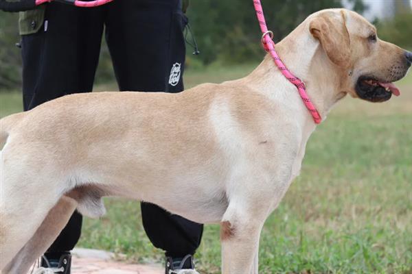 遛狗的牵引绳如何挑选,可以选择胸背式、P字绳等