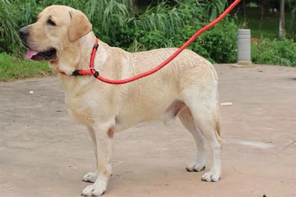 遛狗的牵引绳如何挑选,可以选择胸背式、P字绳等