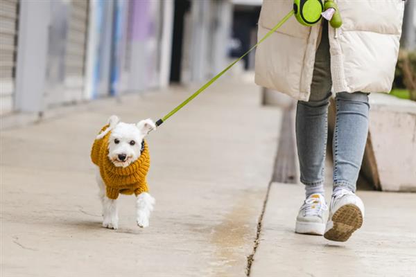遛狗的牵引绳如何挑选,可以选择胸背式、P字绳等