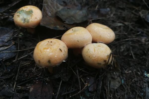 丛菌的生长季节，常在夏季和秋季的雨后生长