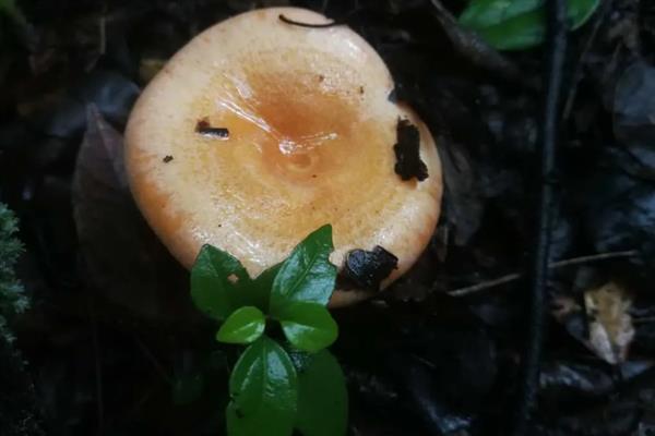 丛菌的生长季节，常在夏季和秋季的雨后生长
