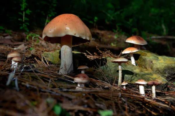 丛菌的生长季节，常在夏季和秋季的雨后生长