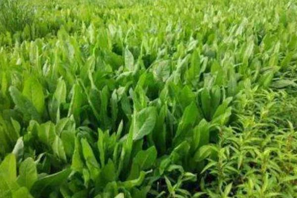 一亩菊苣能养多少只鸡，可以养活200只左右