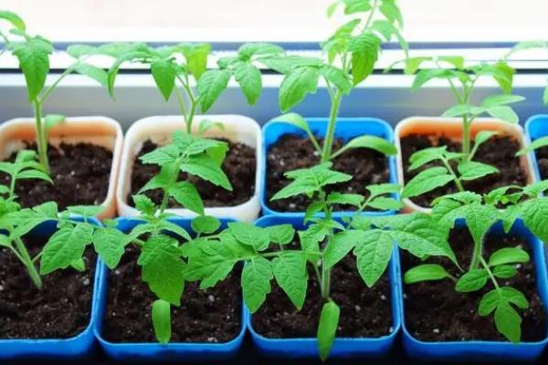 番茄苗发紫不长的原因，是根系弱、营养不均衡所致