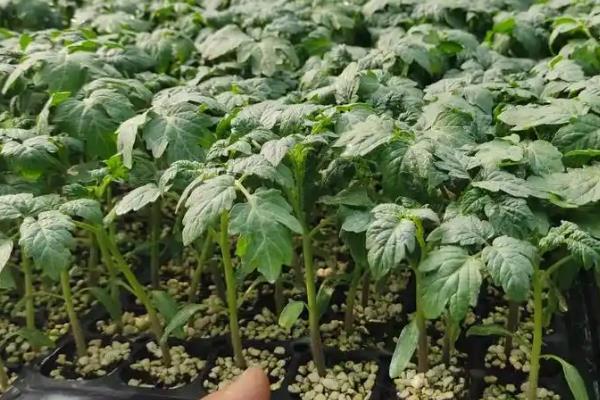 番茄苗发紫不长的原因，是根系弱、营养不均衡所致