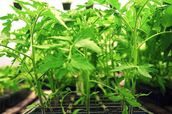 番茄苗发紫不长的原因，是根系弱、营养不均衡所致