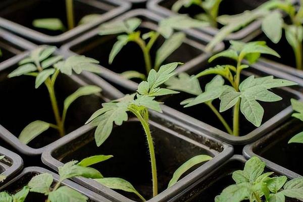 番茄苗发紫不长的原因，是根系弱、营养不均衡所致