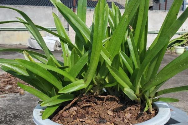 带叶兜兰的移植方法，挖出植株后要带土栽种