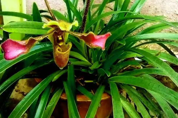 带叶兜兰的移植方法，挖出植株后要带土栽种