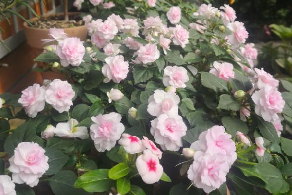 水梅花有毒吗，枝干带有一定的毒性