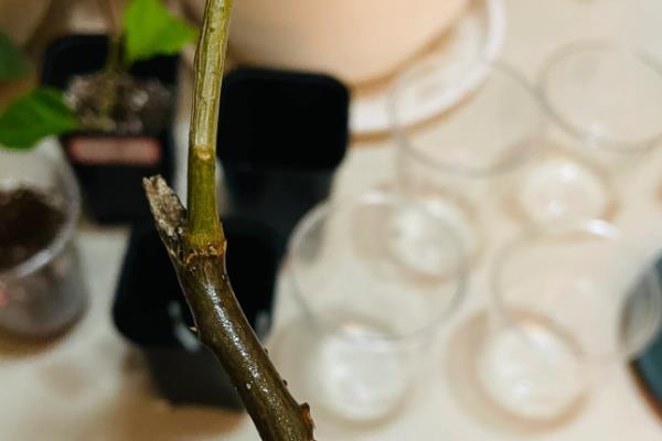 水梅花有毒吗，枝干带有一定的毒性