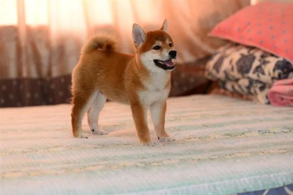 柴犬和秋田犬的区别是什么，体型、毛发和脸型均不同