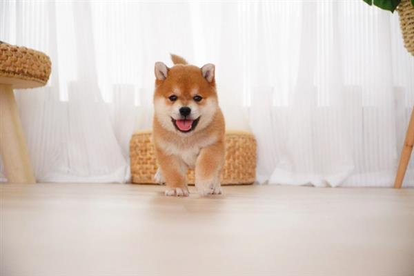 柴犬和秋田犬的区别是什么，体型、毛发和脸型均不同