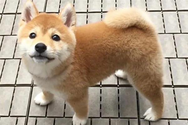 柴犬和秋田犬的区别是什么，体型、毛发和脸型均不同