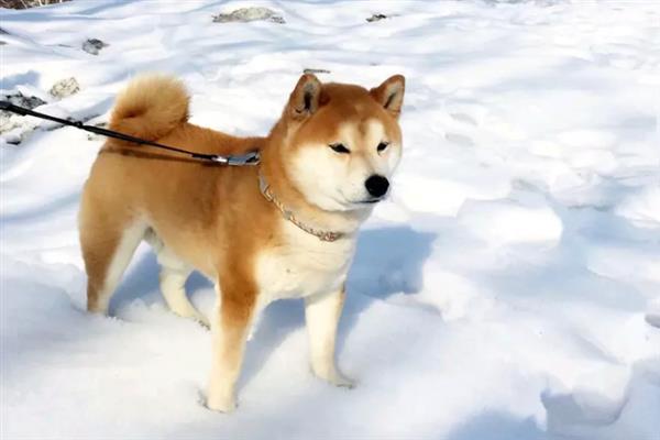 柴犬和秋田犬的区别是什么，体型、毛发和脸型均不同