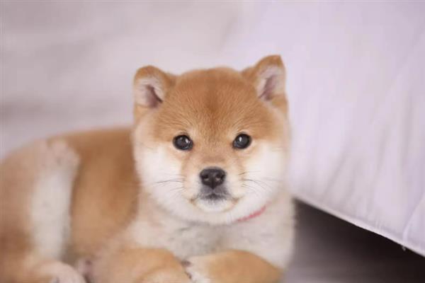 柴犬和秋田犬的区别是什么，体型、毛发和脸型均不同