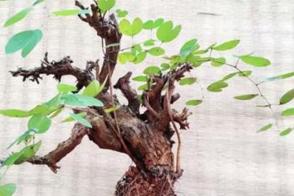 怎么扦插羊蹄甲，在每年的4-10月份进行