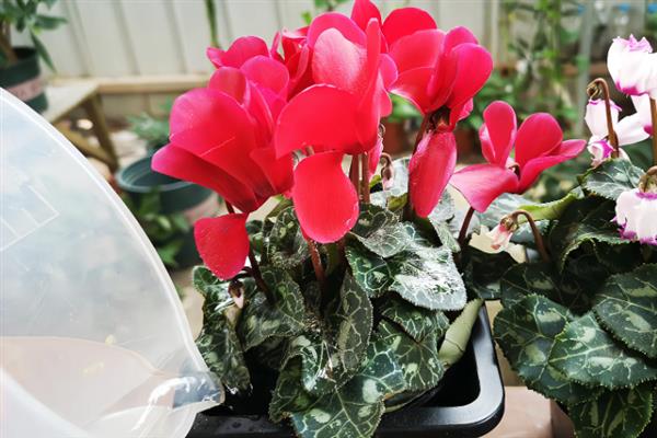 仙客来叶子黄了的处理方式，需保持植株的湿度