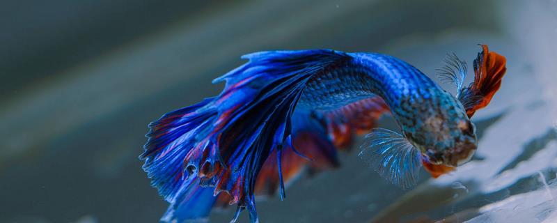 潘安斗鱼好不好养,新手也很容易养殖