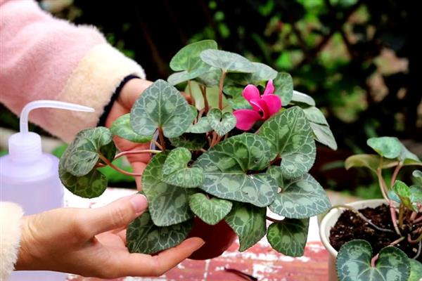 仙客来叶子黄了的处理方式，需保持植株的湿度
