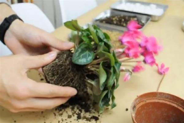 仙客来叶子黄了的处理方式，需保持植株的湿度
