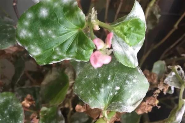 仙客来叶子黄了的处理方式，需保持植株的湿度