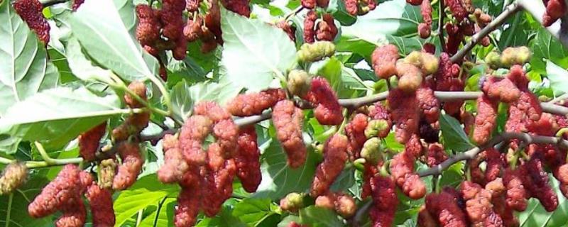 四季果桑的种植技术，根据长势及时施肥