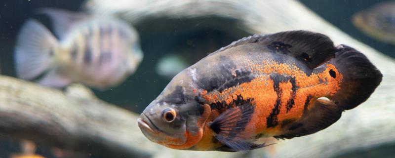 地图鱼的繁殖方法,将亲鱼放在繁殖缸中会自然授精