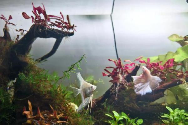 潘安斗鱼好不好养,新手也很容易养殖