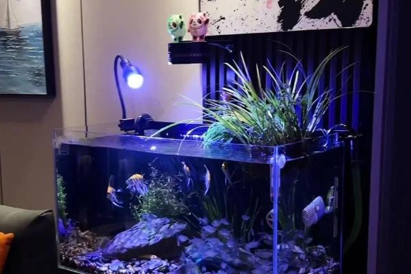 潘安斗鱼好不好养,新手也很容易养殖