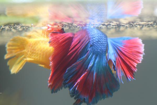 潘安斗鱼好不好养,新手也很容易养殖