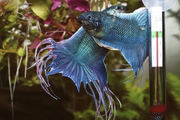 潘安斗鱼好不好养,新手也很容易养殖