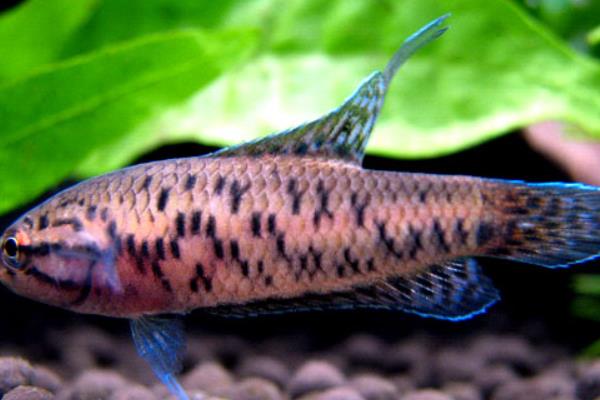 潘安斗鱼好不好养,新手也很容易养殖