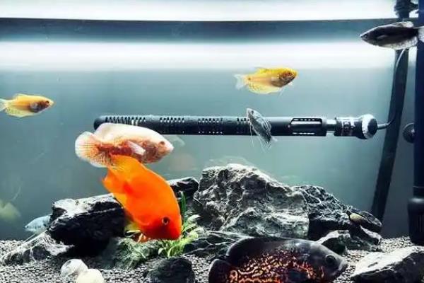 潘安斗鱼好不好养,新手也很容易养殖