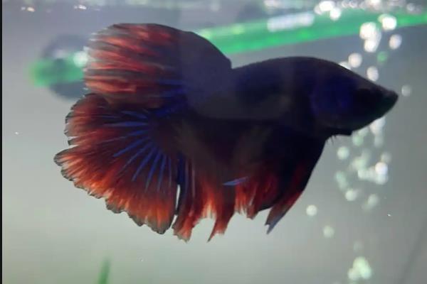 潘安斗鱼好不好养,新手也很容易养殖