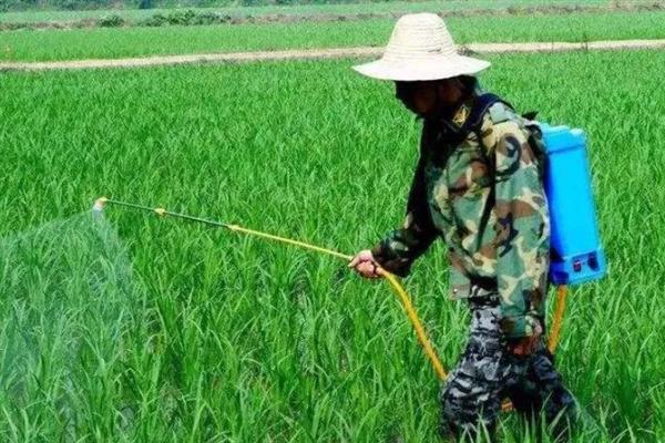 洋葱的栽培方法，株高达到15-20厘米时要追施尿素