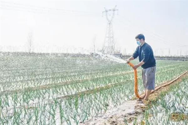 洋葱的栽培方法，株高达到15-20厘米时要追施尿素