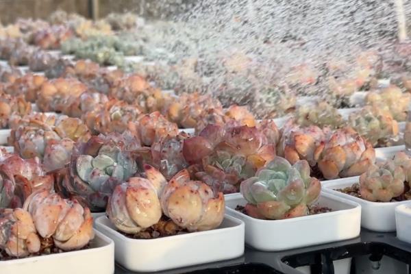 多肉植物的养殖方法，平时要确保充足的阳光照射