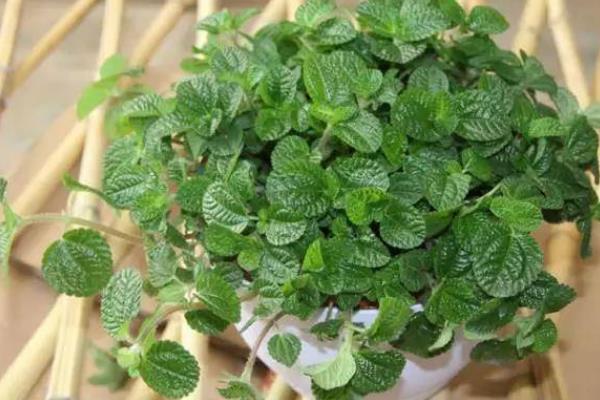 吸毒草叶片发黑如何处理，酌情采取增加光照、减少浇水等措施