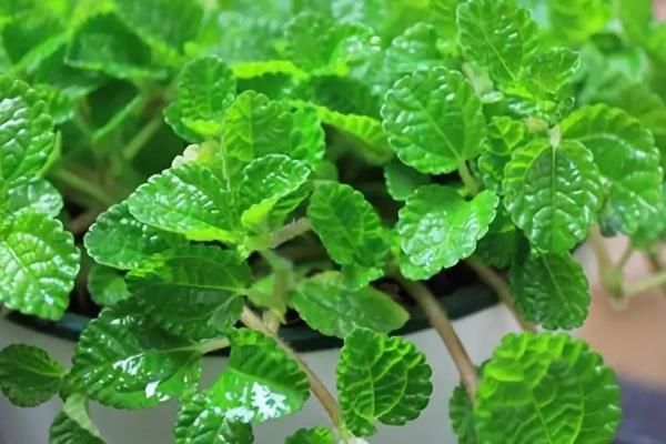 吸毒草叶片发黑如何处理，酌情采取增加光照、减少浇水等措施