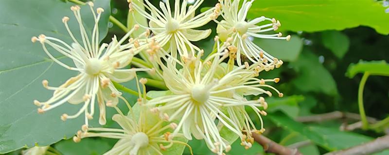 北方有什么蜜源植物，常见椴树、洋槐、油菜等品种