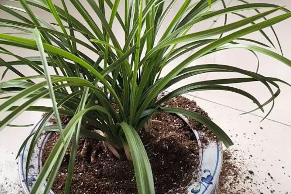 兰花芦头发黑怎么办,剪除病部经过消毒后养在阴凉通风处